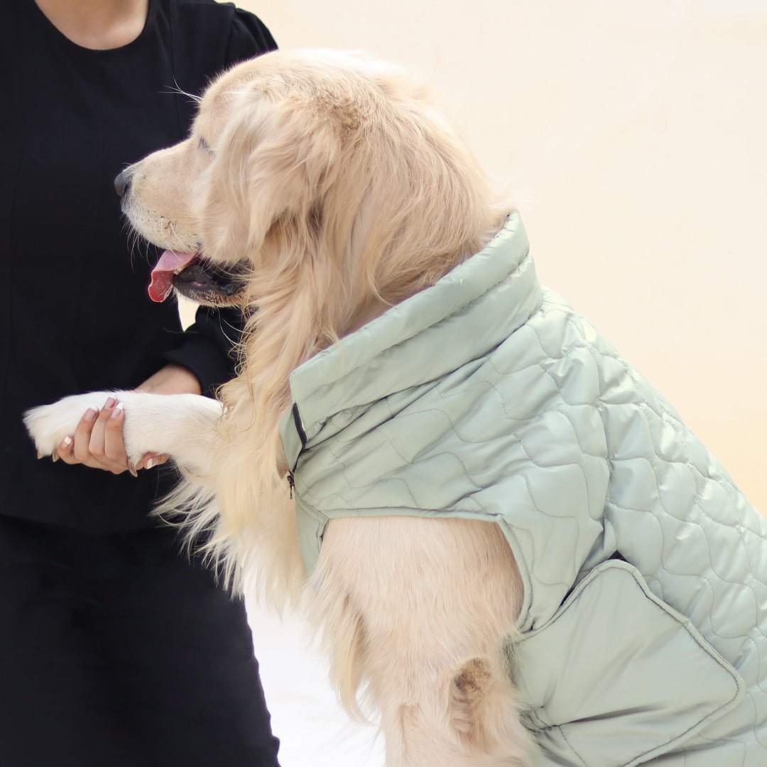 New Quilted Dog jacket Pistache - Image 2