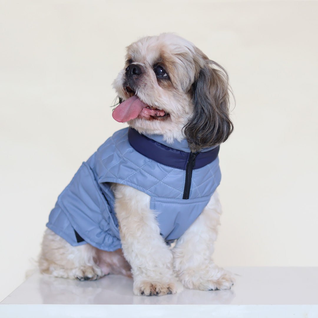 New Quilted Dog jacket Sky Blue - Image 7