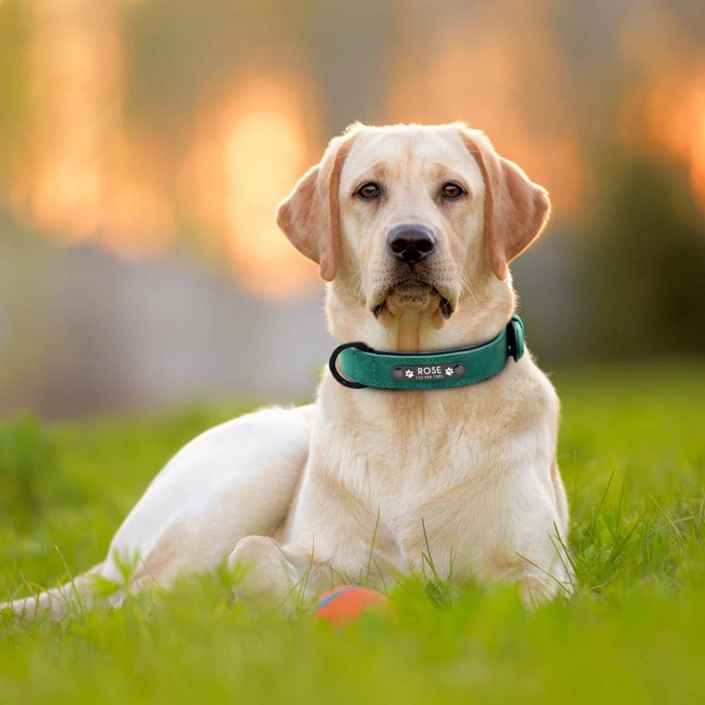 Personalized Leather Dog Collar with ID Tag - For Small. Medium and Large Dogs - Image 5